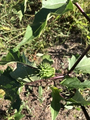 Datura stramonium