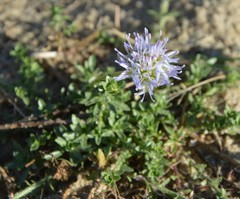 Jasione maritima