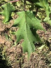 Datura stramonium