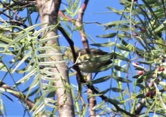 Vireo bellii