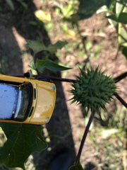Datura stramonium