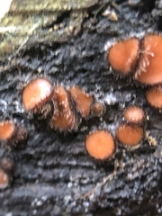 Scutellinia scutellata