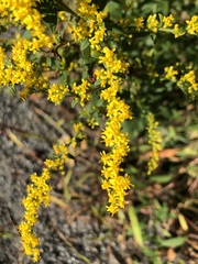 Solidago rugosa