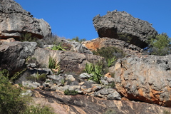 Watsonia vanderspuyae