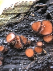 Scutellinia scutellata