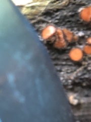 Scutellinia scutellata