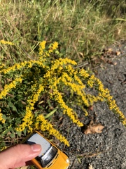 Solidago rugosa