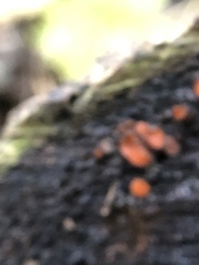 Scutellinia scutellata