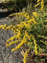 Solidago rugosa