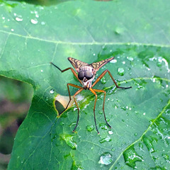 Rhagio vitripennis