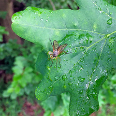 Rhagio vitripennis