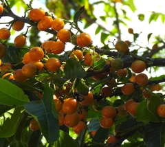 Casearia dolichophylla