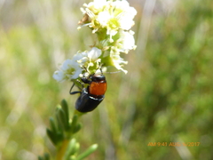 Cryptocephalus sanguinicollis
