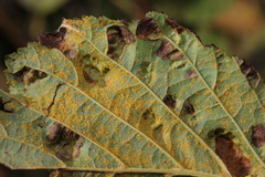 Acalitus brevitarsus