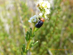 Cryptocephalus sanguinicollis