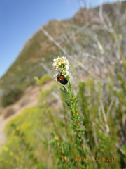 Cryptocephalus sanguinicollis