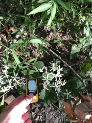 Eurybia divaricata