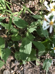 Eurybia divaricata