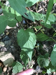 Eurybia divaricata