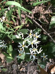 Eurybia divaricata