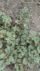 Malvella leprosa