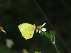 Abaeis salome limoneus