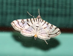 Conchylodes ovulalis