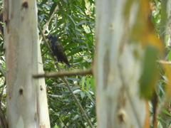 Pionus chalcopterus