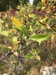 Malus ioensis