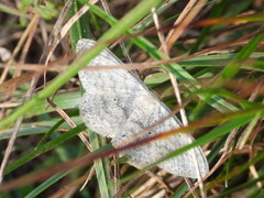 Scopula incanata