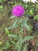 Black Knapweed - Photo (c) Cody Chapman, some rights reserved (CC BY-NC), uploaded by Cody Chapman