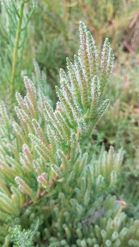 American Glasswort