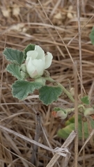 Malvella leprosa