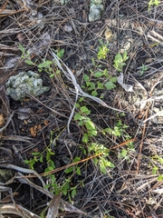 Melanthera parvifolia