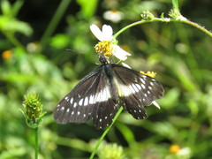 Catasticta flisa briseis