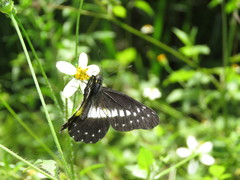 Catasticta flisa briseis