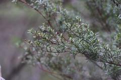 Kunzea robusta x k sinclairii