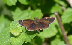 Piruna brunnea