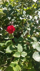 Rosa