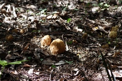 Phaeoclavulina eumorpha