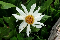 Wyethia helianthoides