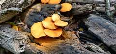 Gymnopilus palmicola