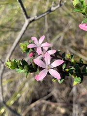 Philotheca buxifolia