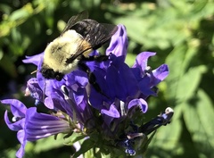 Bombus impatiens