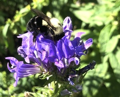 Bombus impatiens