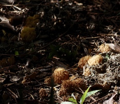 Phaeoclavulina eumorpha