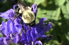 Bombus impatiens