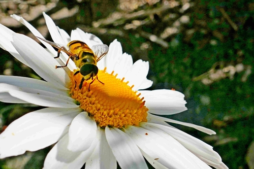 Myathropa florea