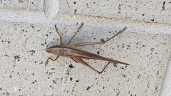 Neoconocephalus triops