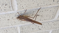 Neoconocephalus triops